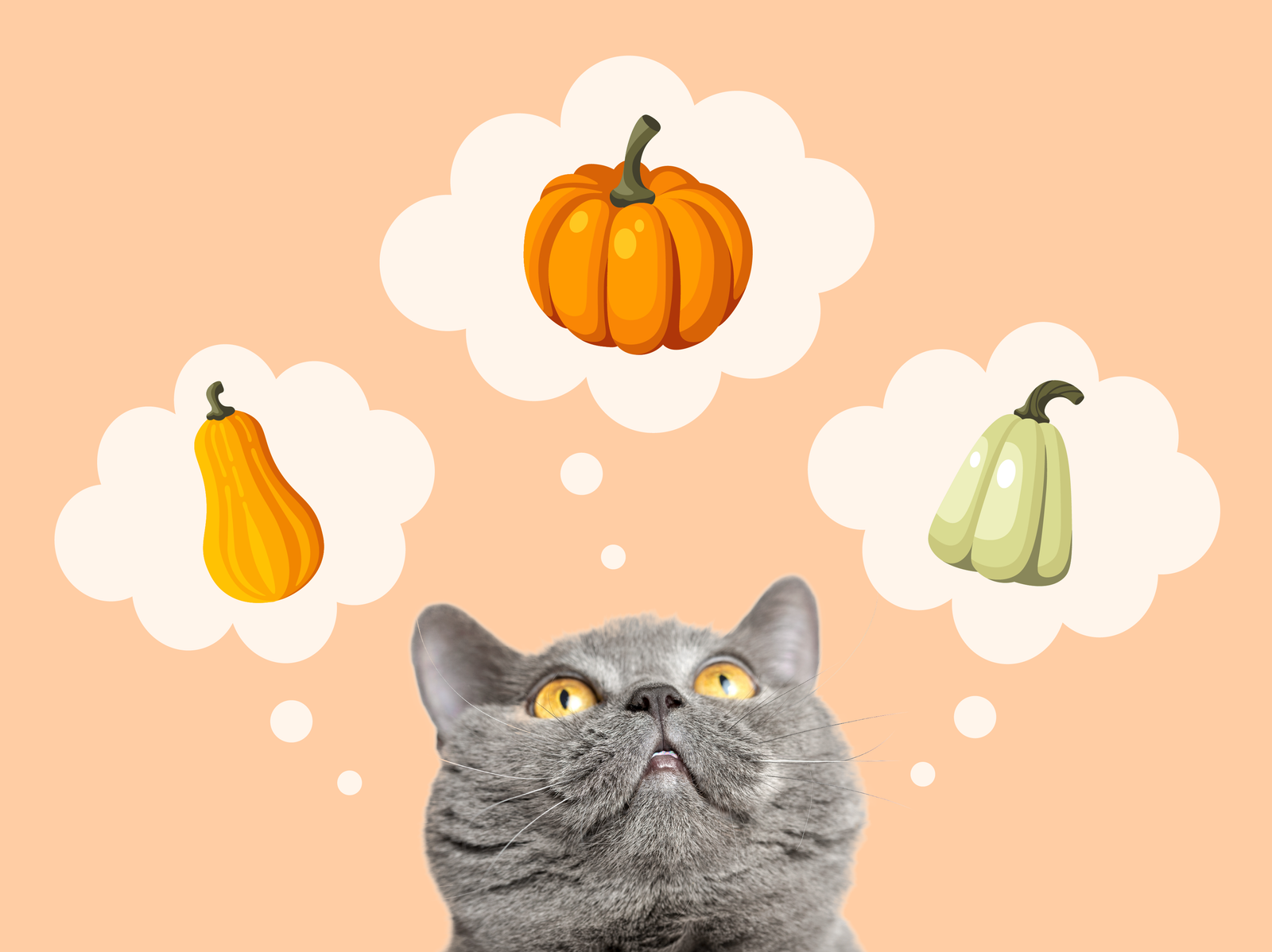 Pumpkin for Dogs and Cats: The Many Colors & Benefits