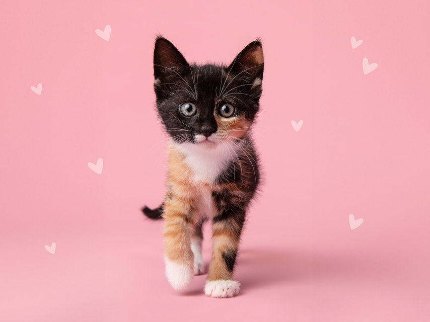 Your Kitten's First Year: Essential Care and Tips