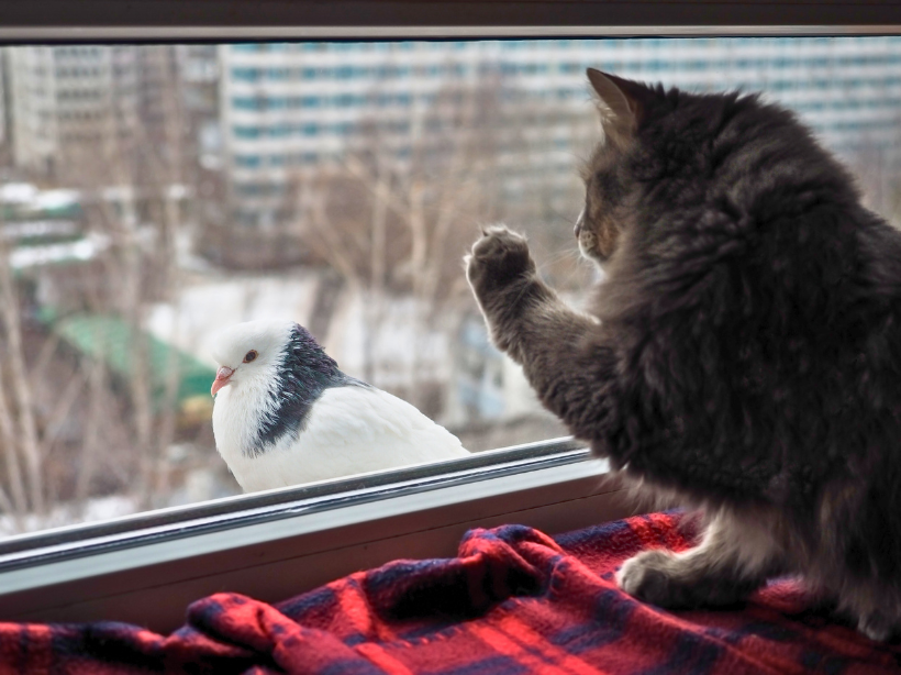 Bird Flu in Cats: What Pet Owners Need to Know About Food Safety and H5N1