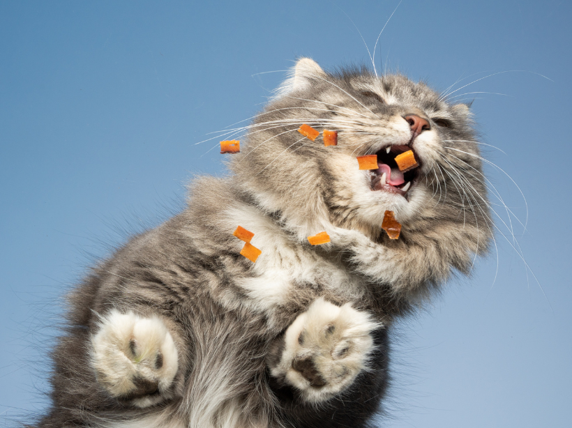 Can Cats Eat Pumpkin? A Guide to Tummy Health & Tasty Treats