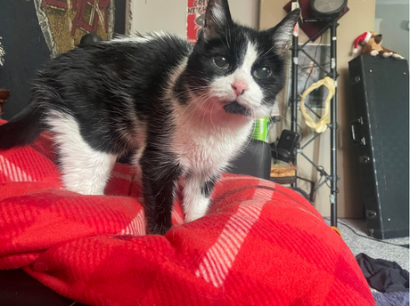 A 28-Year Old Cat’s Story of Finding Love and Weruva in Her Golden Years
