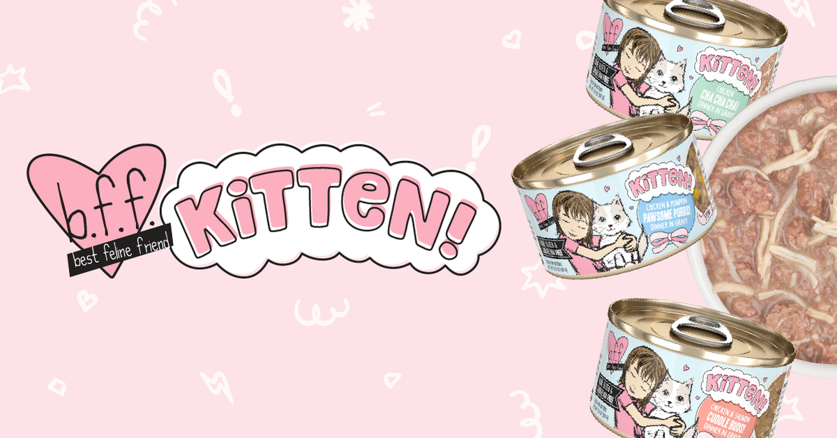 Bff kitten food best sale
