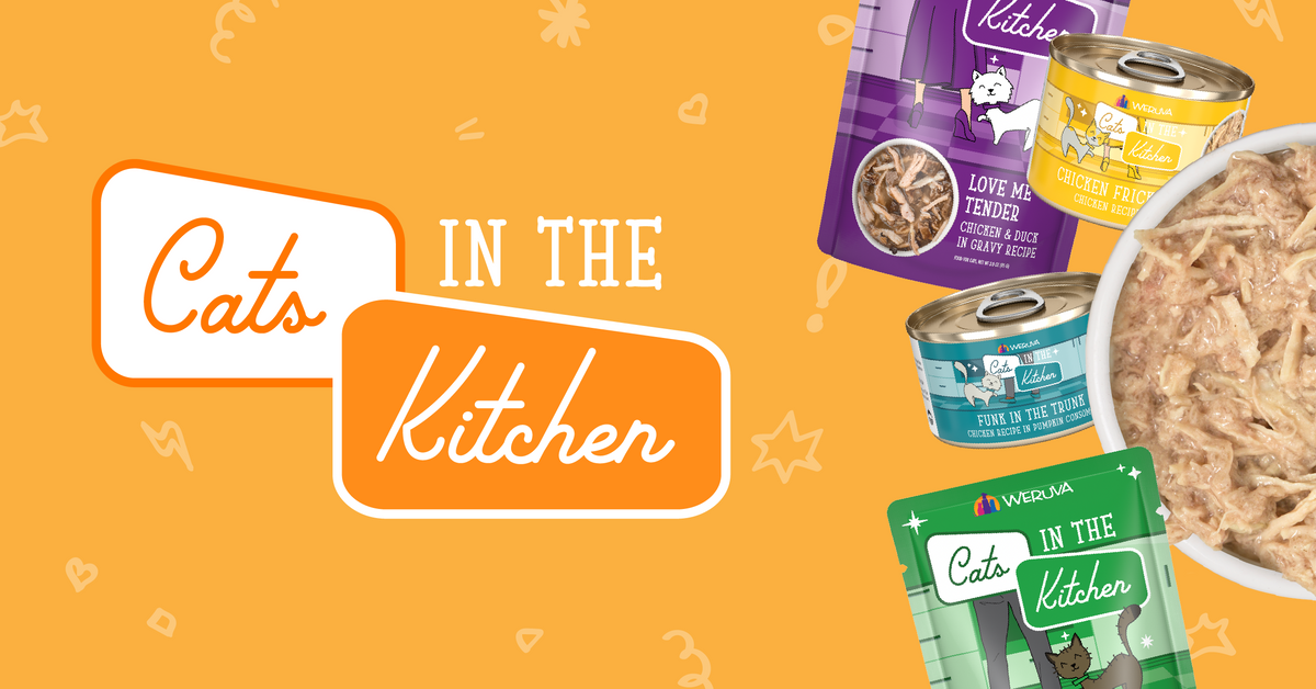 Cat in the kitchen sales food