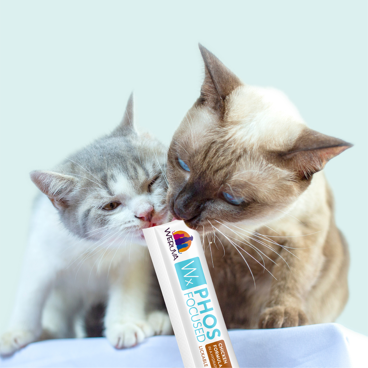 Two cats, one grey and white and the other beige with blue eyes, share a treat tube from the Weruva Wx Phos Focused Lickable Cat Treat Variety Pack by Weruva Wx. The background is light blue.