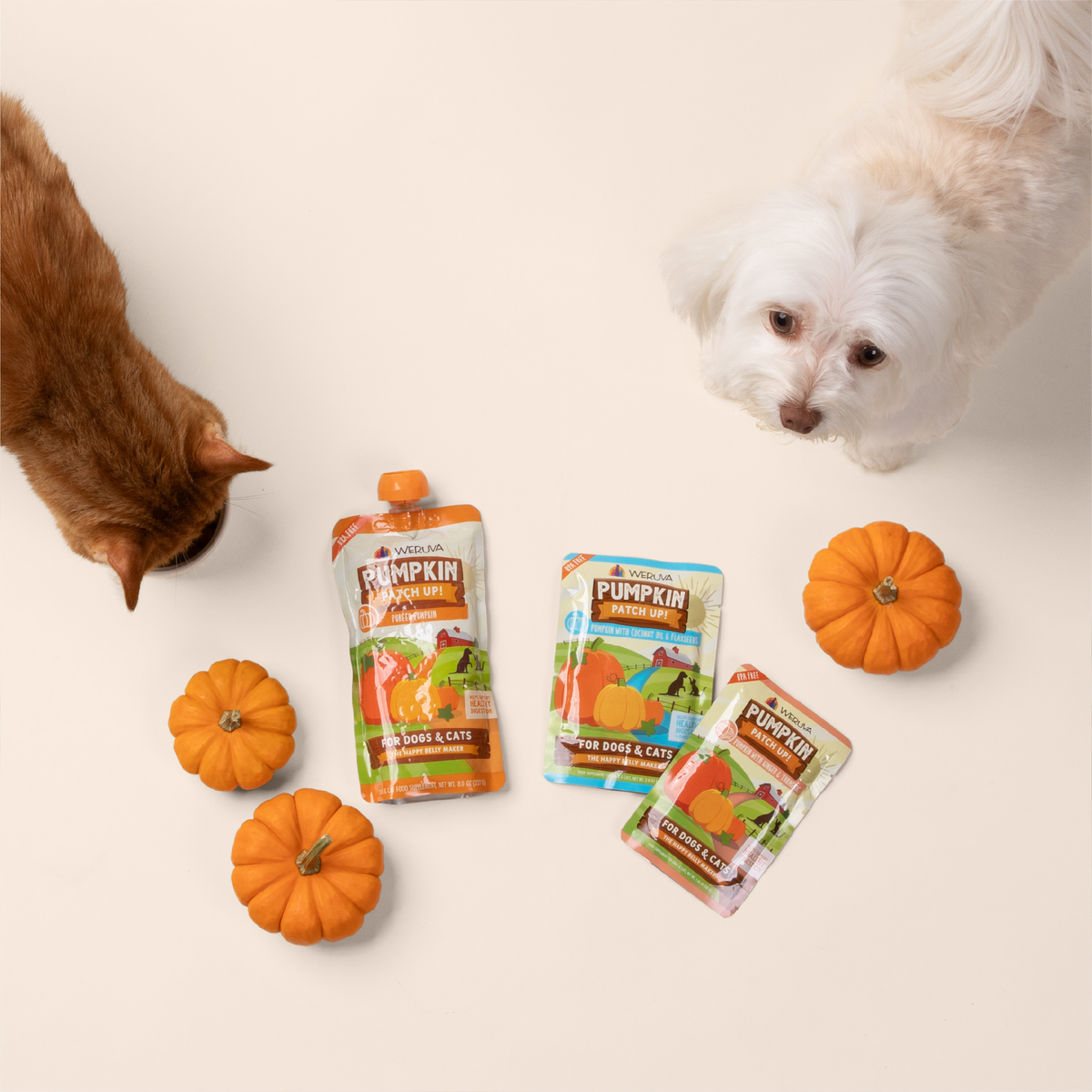 An orange cat and a small white dog stand on either side of three Puréed Pumpkin Supplement pouches and three small pumpkins.