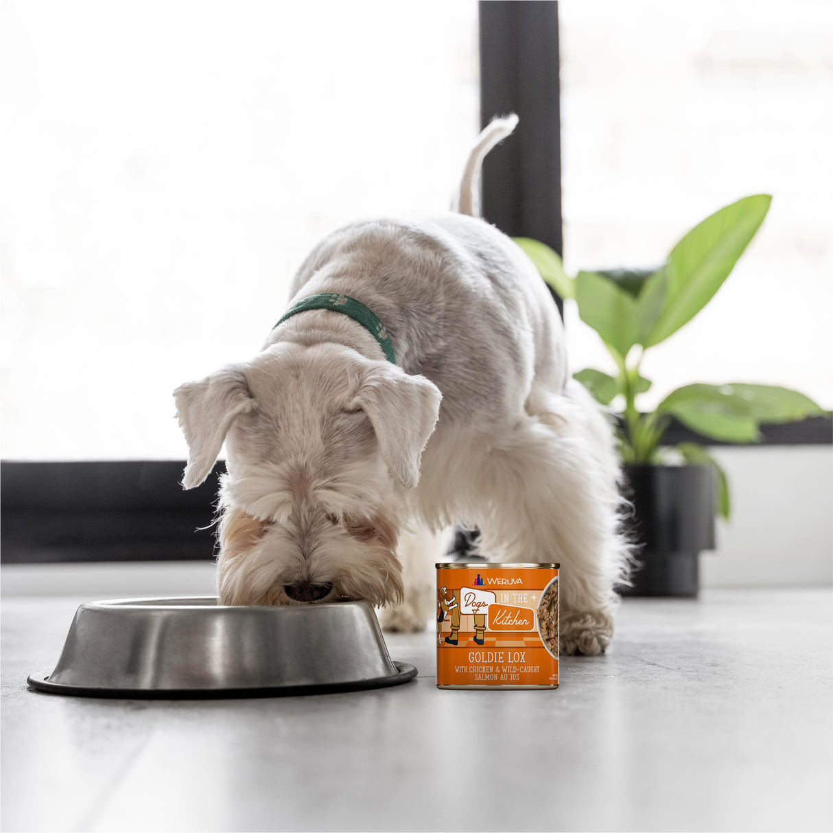 A small white dog with a green collar eats from a metal bowl beside a can of Dogs in the Kitchen Goldie Lox dog food, while a green plant sits by the window in the background.