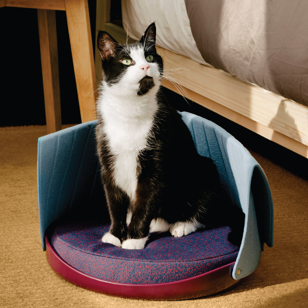 A black and white cat sits upright on the Weruva Canopy Bed, a modern 3-in-1 pet bed in purple and blue with light blue sides, perfect for small to medium-sized pets, next to a bed and wooden nightstand.