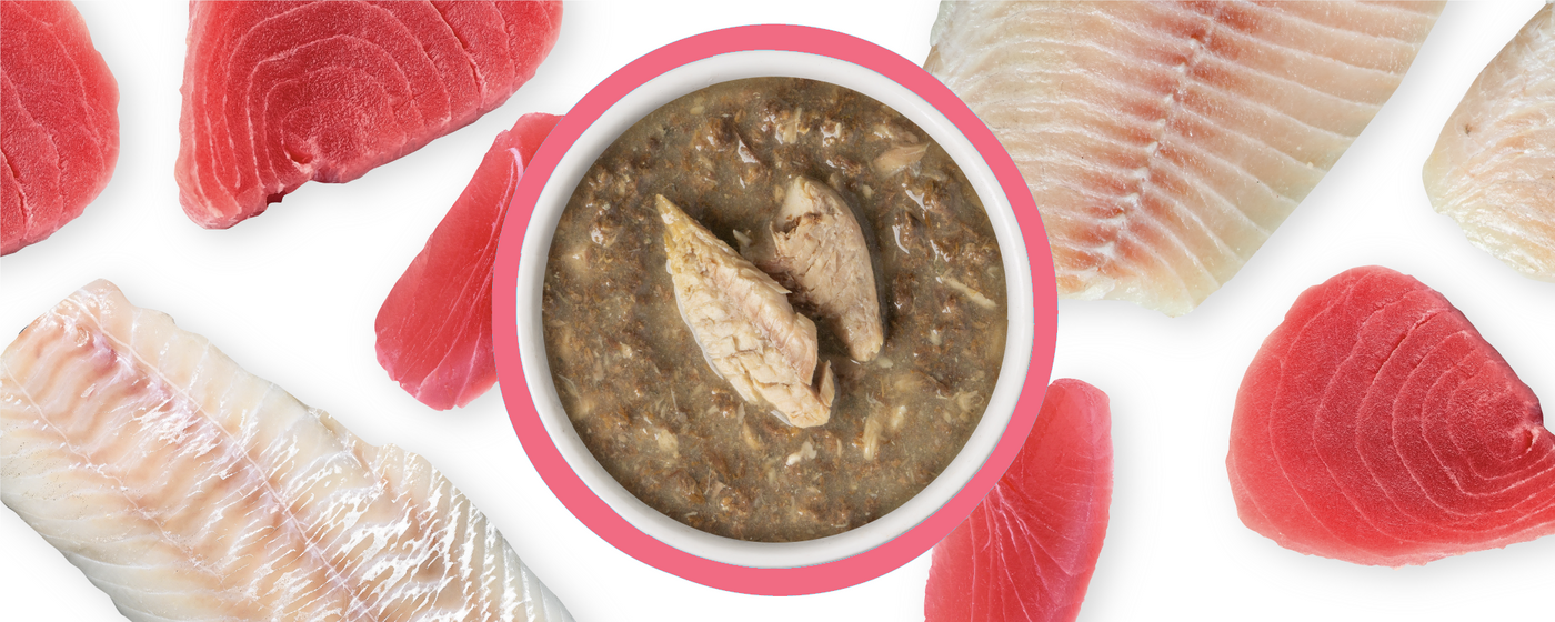 A bowl of chunky wet cat food with fish and meat pieces, surrounded by raw fillets and pieces of white fish and red tuna on a white background.