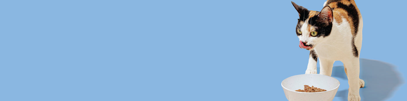 A calico cat stands on a light blue background, licking its lips while looking at a white bowl filled with cat food in front of it.