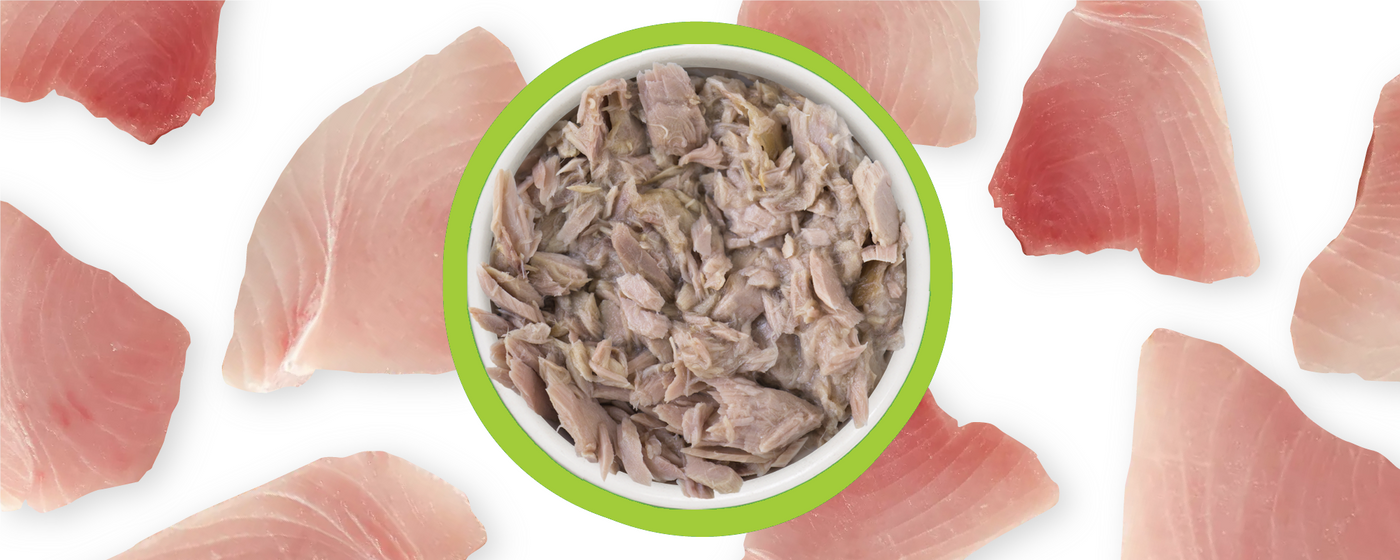 A bowl of canned tuna is centered in the image, surrounded by several raw tuna slices on a white background.