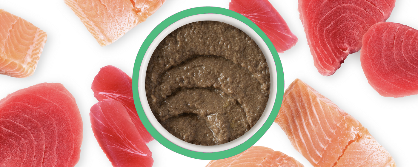 A bowl of brown pâté is surrounded by raw pieces of salmon and tuna on a white background.