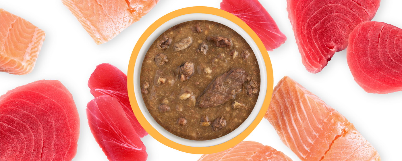 A bowl of chunky brown pet food surrounded by raw slices of red tuna and orange salmon on a white background.