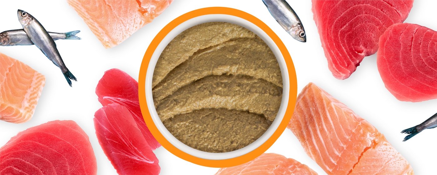 A bowl of brown fish pate is surrounded by raw salmon, tuna slices, and whole sardines on a white background.