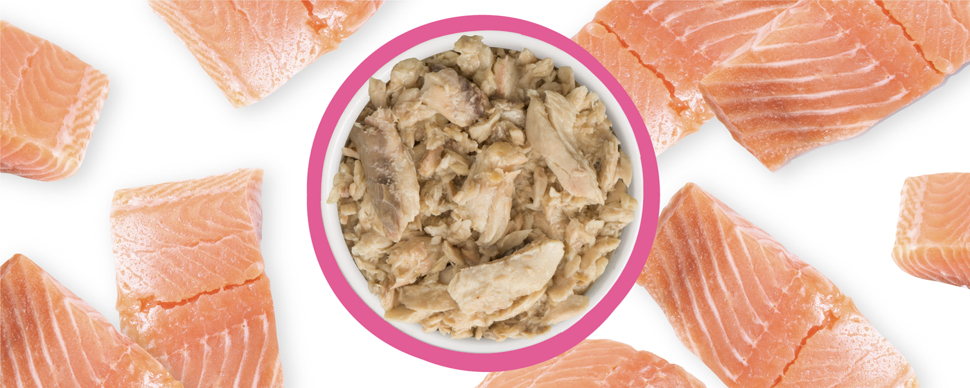 A bowl of canned salmon flakes is centered on a white background, surrounded by several pieces of raw salmon fillet arranged around it.