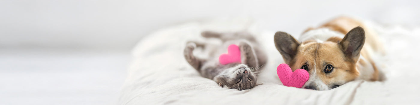 A corgi dog and a gray cat lie on a white bed, each holding or touching a small pink heart-shaped object, with the cat on its back and the dog resting its head on the bed.