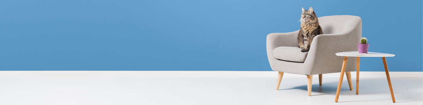 A fluffy tabby cat sits on a light gray armchair next to a small white table with a potted cactus, set against a blue wall and white floor.