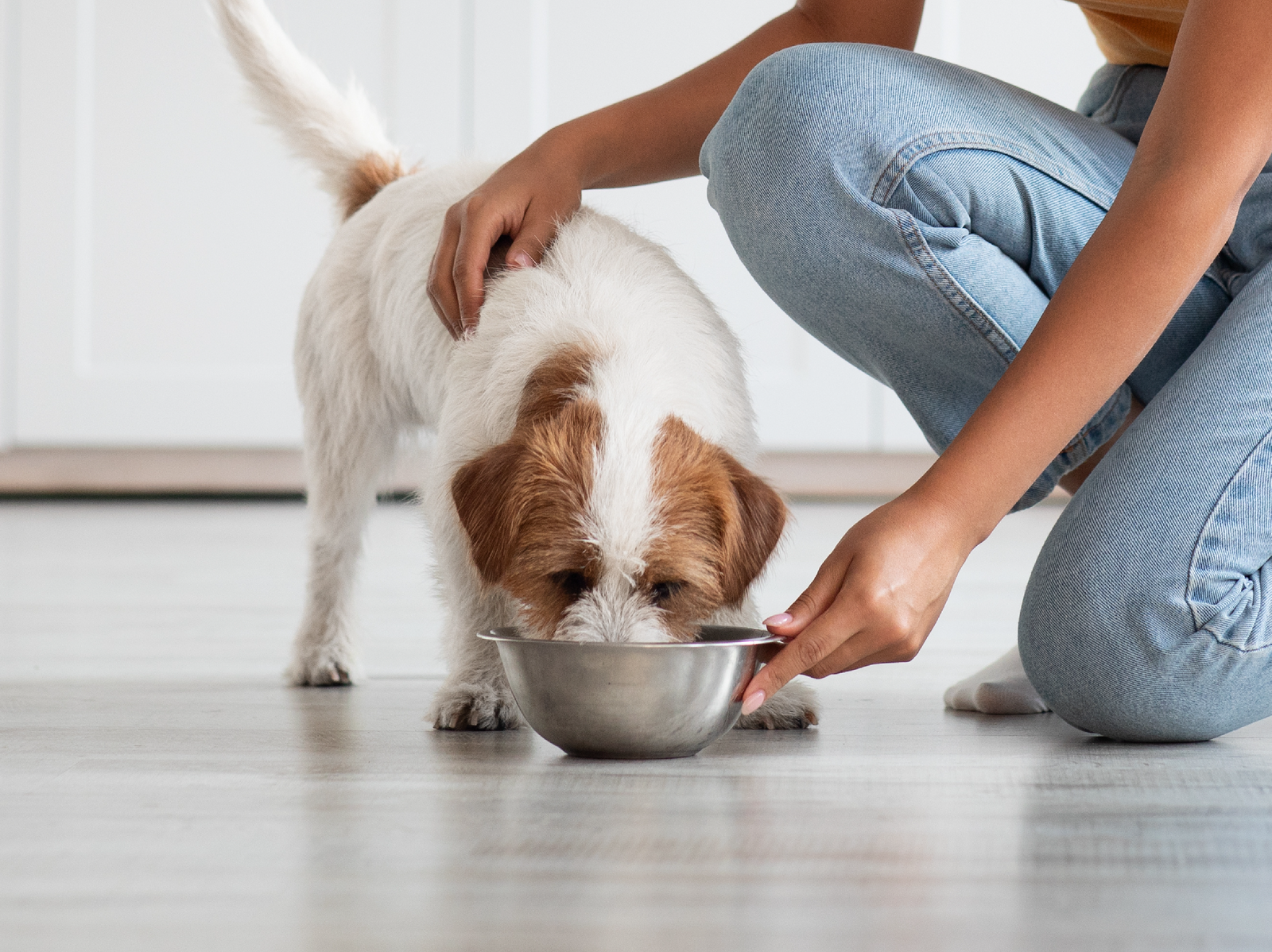 Understanding Low Phosphorus Dog Food and Kidney Health