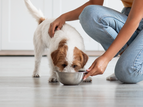 Understanding Low Phosphorus Dog Food and Kidney Health