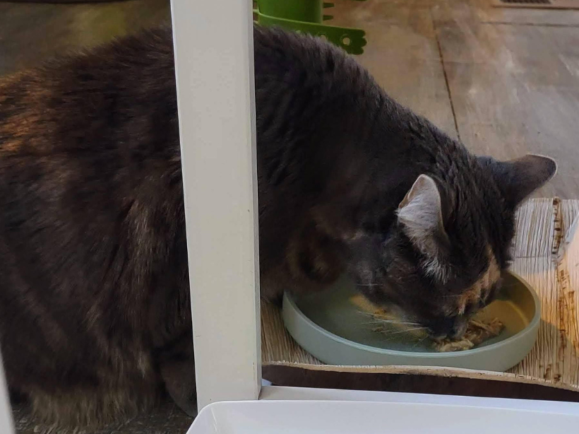 How Weruva Helped My Cat Graycie Finally Love Wet Food