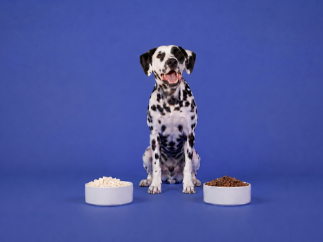 Freeze Dried Pet Food vs Kibble: What's the Difference?