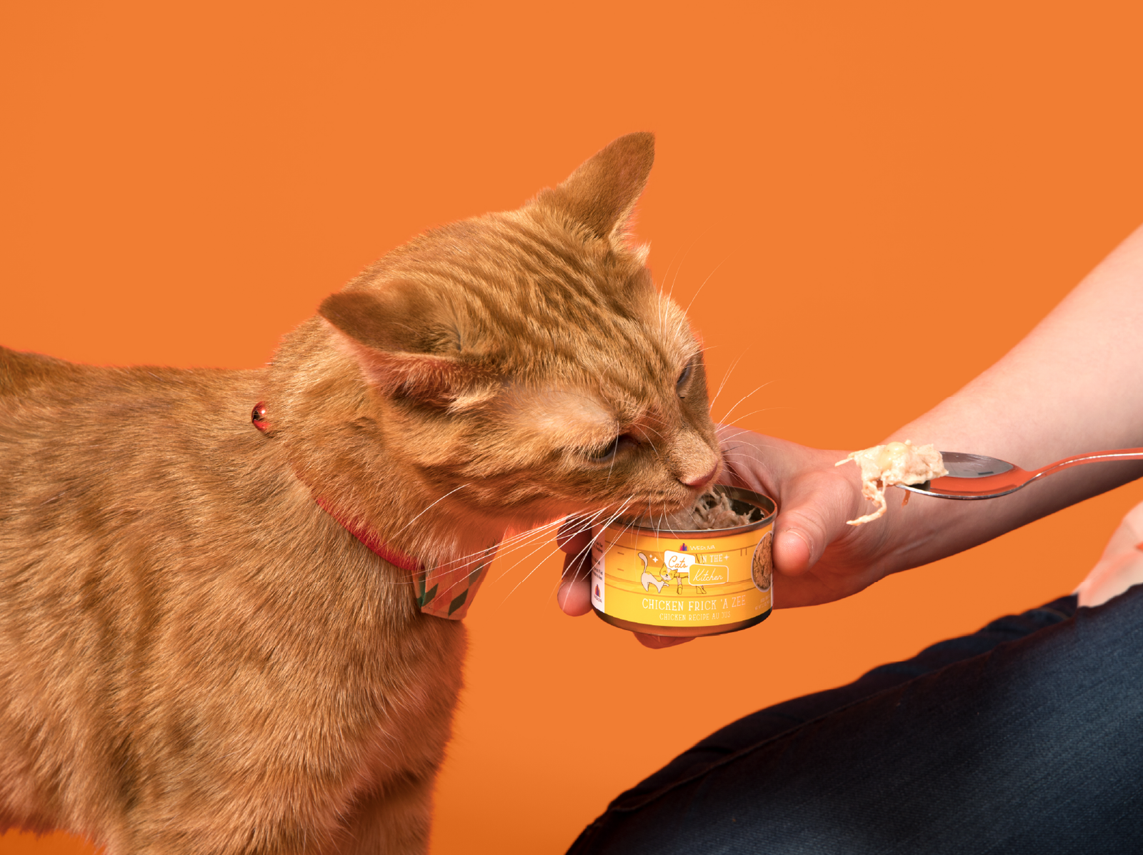 Is Wet Food Bad for Pets’ Teeth? The Truth About Pet Dental Health