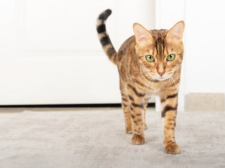 Why is My Senior Cat Losing Weight? Tips to Help Maintain Muscle Mass