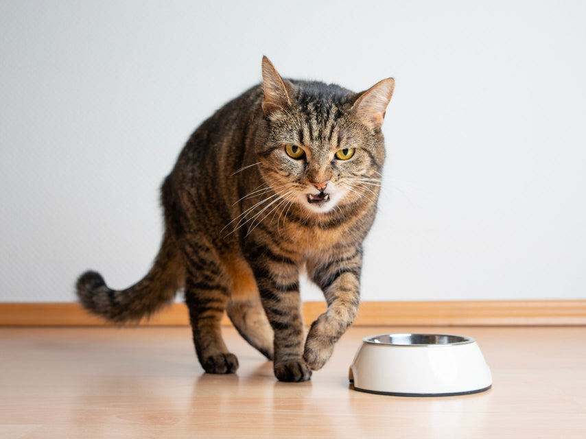 What to Do When Your Cat Won’t Eat