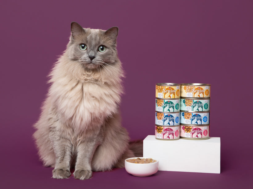 Adopt a Senior Cat: What to Expect in the First 30 Days