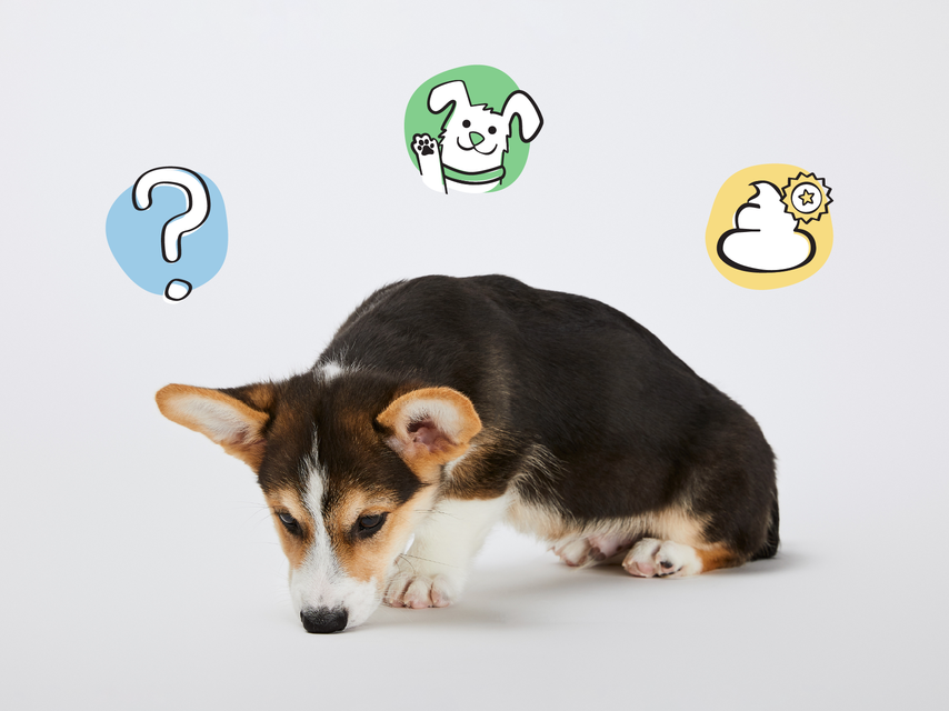 Why Is My Puppy Eating Poop? How to Break the Habit