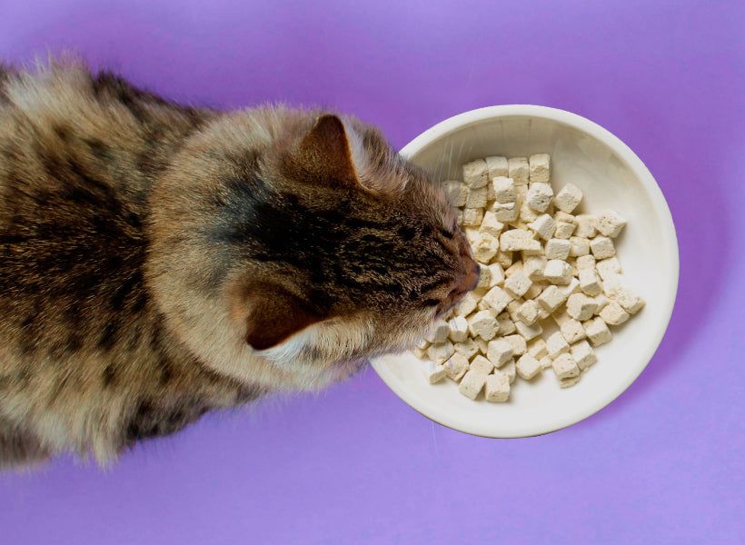Cooked, Not Raw: A New Approach to Freeze Dried Pet Food