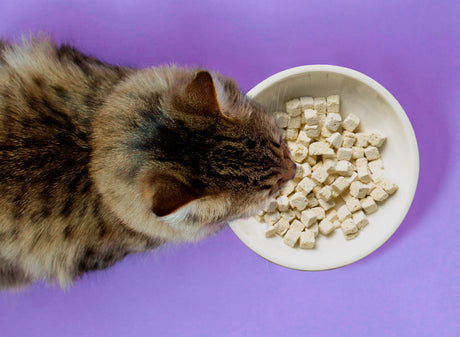 Cooked, Not Raw: A New Approach to Freeze Dried Pet Food