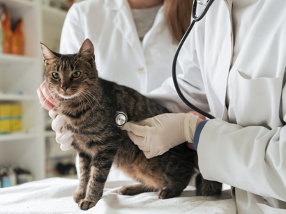 But My Pet Seems So Healthy! The Unexpected Wake-Up Call That Saved My Cat's Life