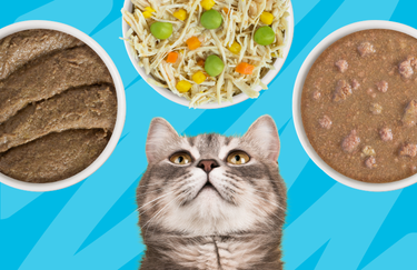 Do Cats Need Variety in Their Diet?