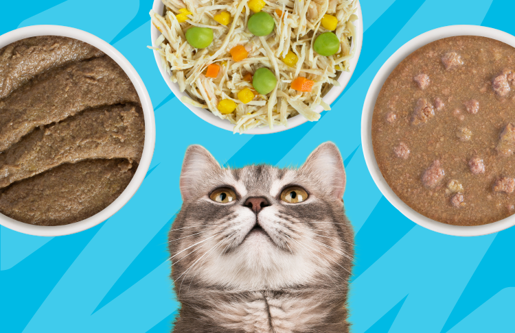Do Cats Need Variety in Their Diet? – Weruva