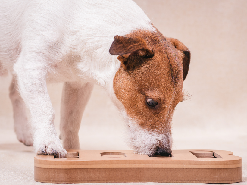 6 Pet Enrichment Toys We Love (And How to Use Them)