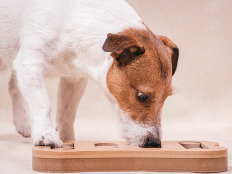 6 Pet Enrichment Toys We Love (And How to Use Them)