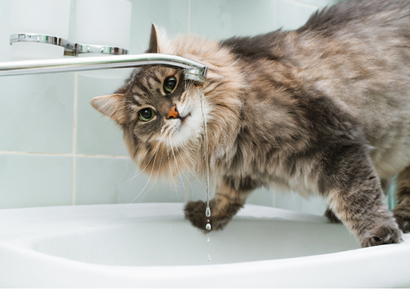 7 Easy Ways to Add More Water to Your Cat's Day