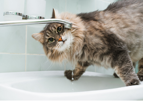 7 Easy Ways to Add More Water to Your Cat's Day