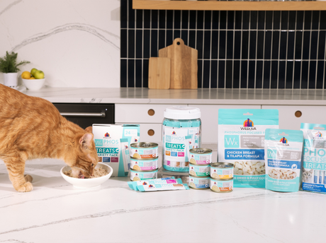 Is Your Picky Kidney Cat Not Eating? How Variety Can Help