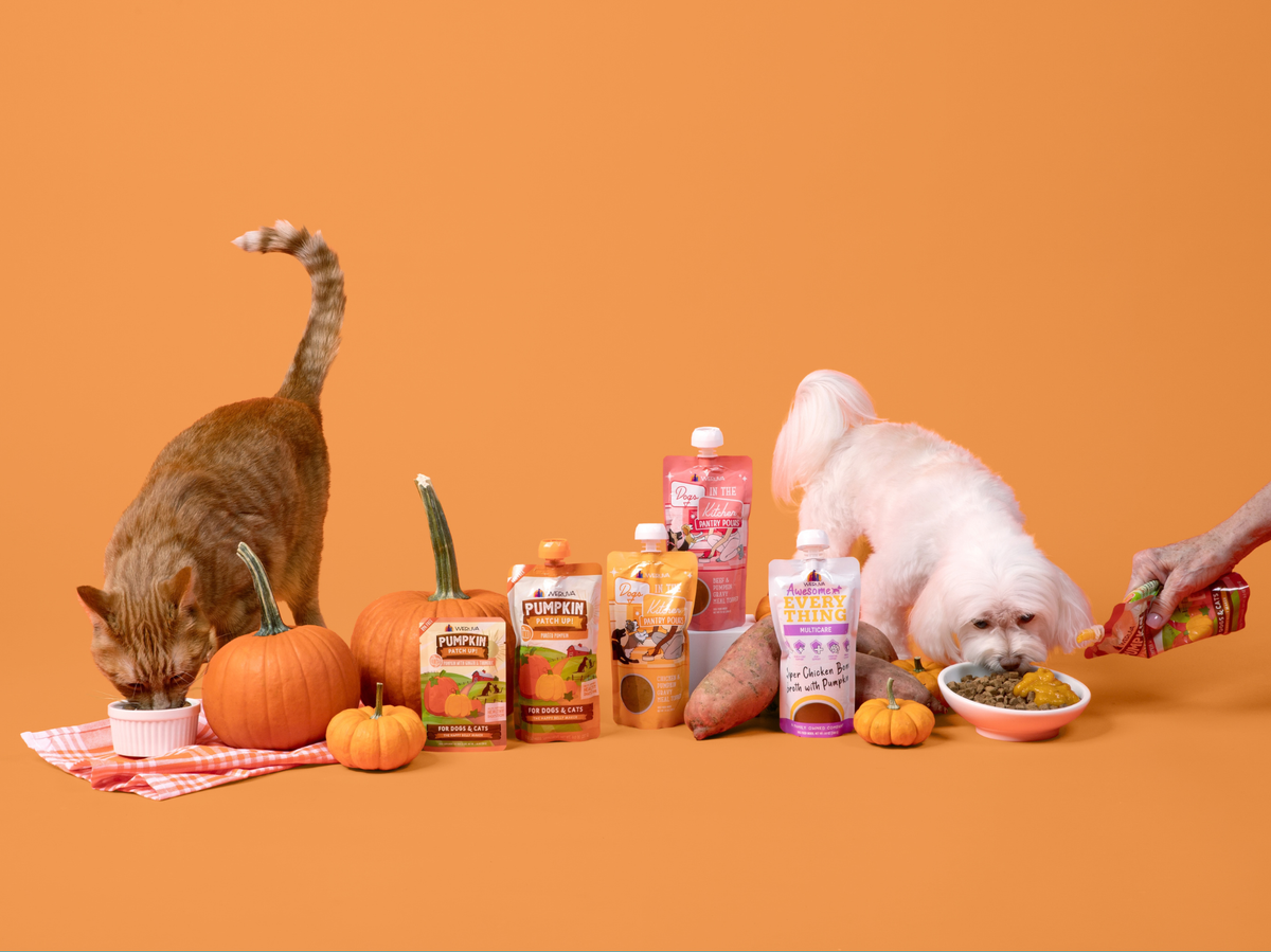 Pumpkin 101: The Scoop on This Fall Favorite for Pets