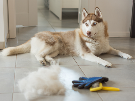 Dog Shedding Season: How to Support Dog Skin & Coat Health