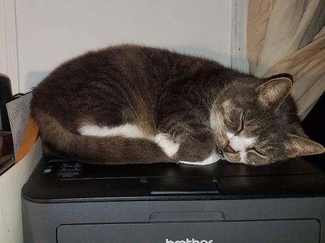 How Wx Phos Focused Made a Difference for Sparkles