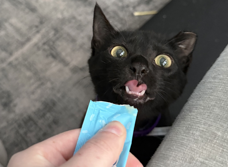 Why I Foster: A Lesson in Giving Up Nothing