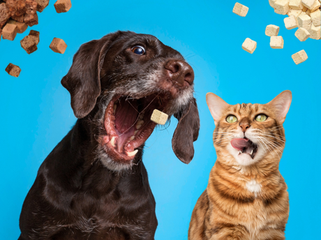 Which Weruva Treat Is Right for Your Pet?