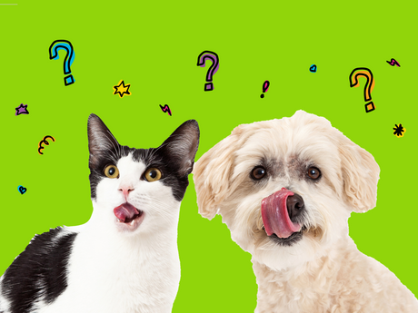 Your Top Pet Nutrition Questions from 2025, Answered!