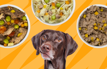 Should My Dog Eat a Variety of Food?