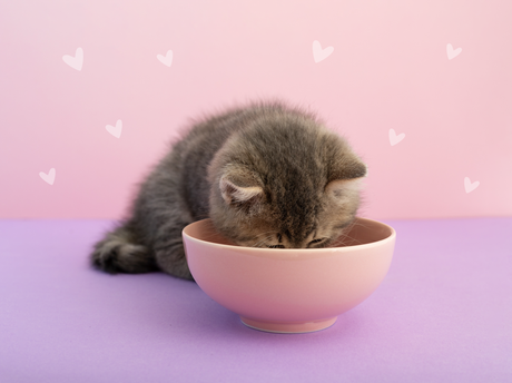 How to Prevent Picky Eating in Cats (Starting with Your Kitten)