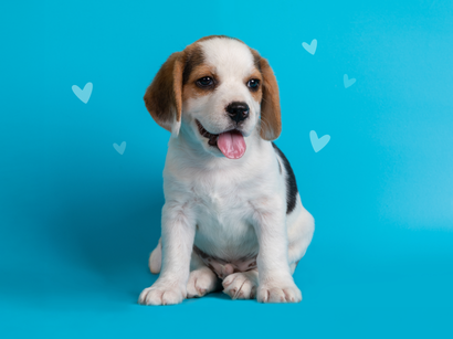 Your Puppy's First Year: Tips for New Pet Parents