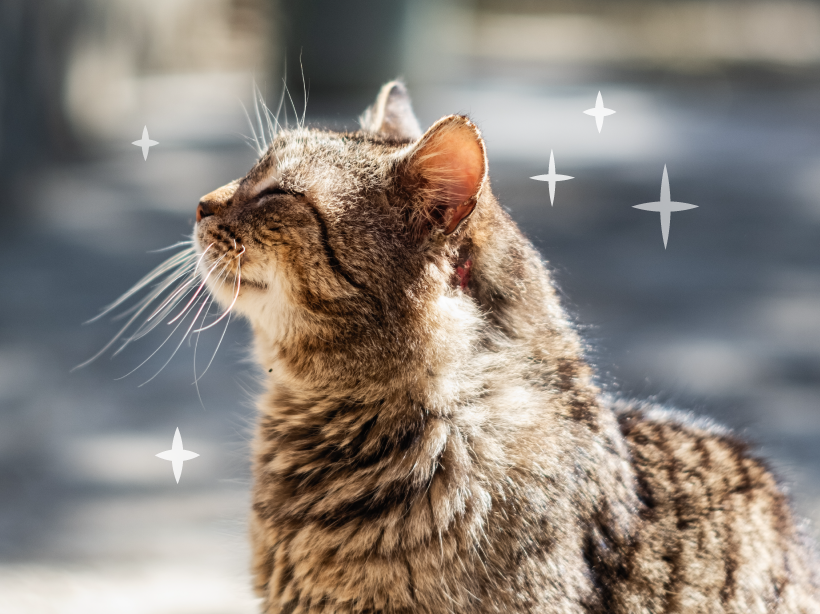 Signs Your Cat Is Aging: When to Switch to Senior Cat Food