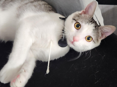 A Lucky Chance With Weruva